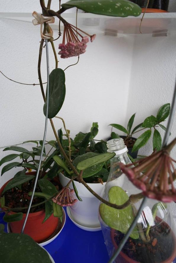 Name:  obovata2.jpg
Views: 437
Size:  65.1 KB