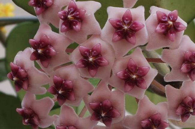 Name:  obovata1.jpg
Views: 469
Size:  35.5 KB