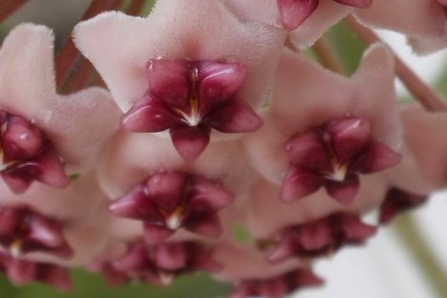 Name:  obovata.jpg
Views: 413
Size:  25.2 KB