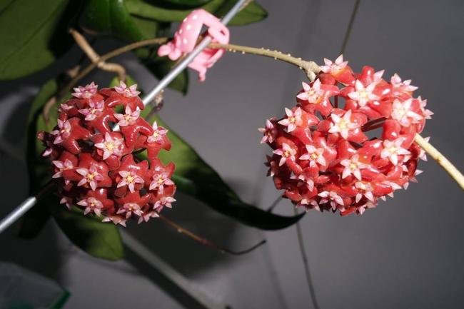 Name:  ilagirum5.jpg
Views: 1004
Size:  35.5 KB