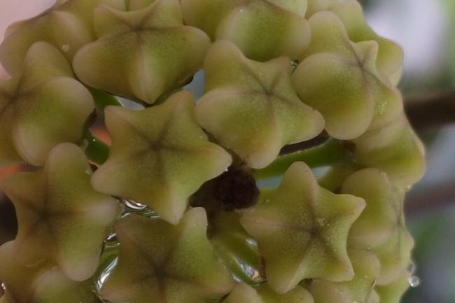 Name:  elliptica1.jpg
Views: 955
Size:  25.8 KB