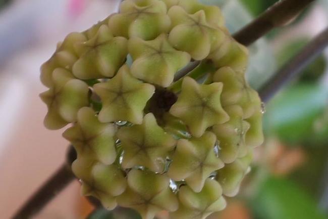 Name:  elliptica.jpg
Views: 955
Size:  25.2 KB