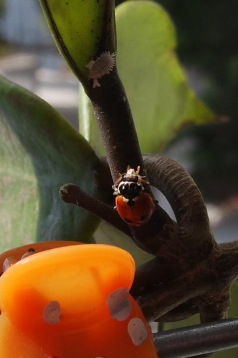 Name:  SAM_3273.jpg
Views: 858
Size:  29.6 KB