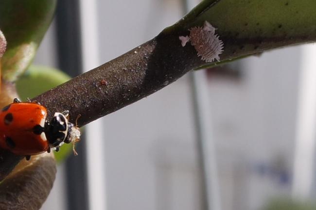 Name:  SAM_3275.jpg
Views: 852
Size:  24.7 KB