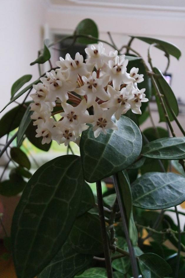 Name:  elliptica1.jpg
Views: 906
Size:  61.8 KB