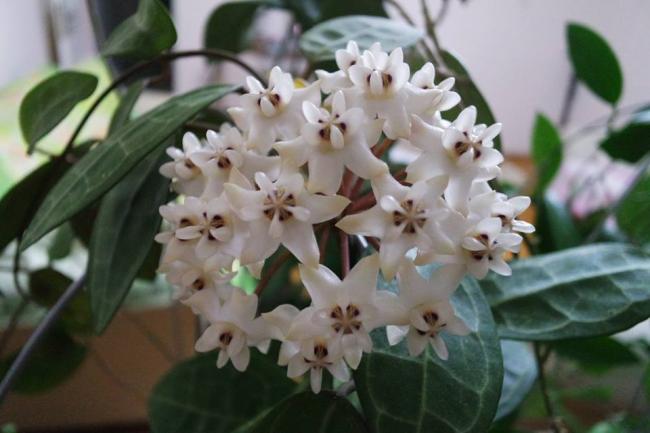 Name:  elliptica3.jpg
Views: 883
Size:  36.4 KB