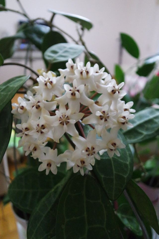 Name:  elliptica4.jpg
Views: 903
Size:  68.0 KB