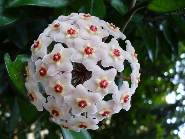 Name:  Hoya-carnosa.jpg
Views: 401
Size:  60.7 KB