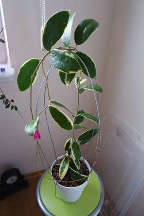 Name:  acuta albo.jpg
Views: 900
Size:  20.6 KB