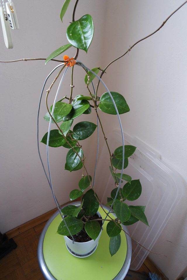 Name:  acuta rb-mini.jpg
Views: 887
Size:  65.4 KB