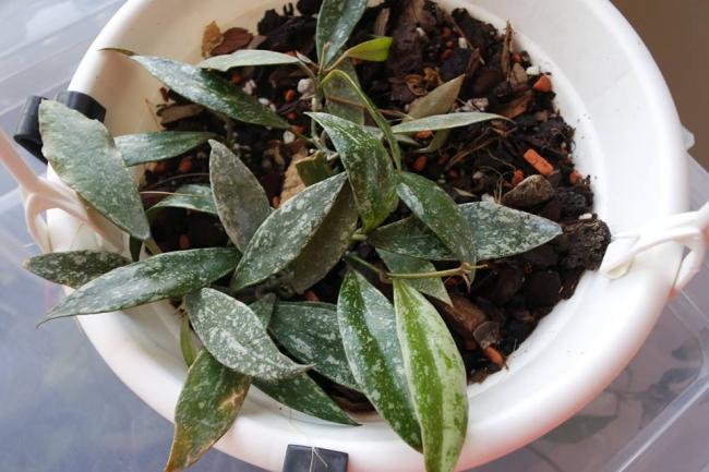 Name:  Lacunosa Splash.jpg
Views: 834
Size:  47.1 KB