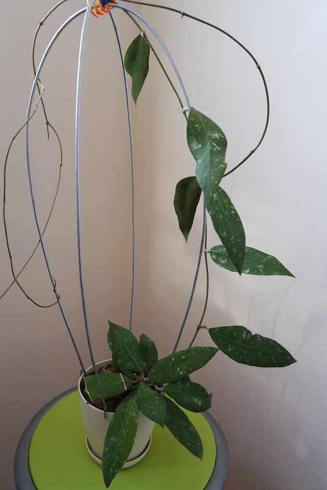 Name:  sp. UT-168.jpg
Views: 887
Size:  59.4 KB