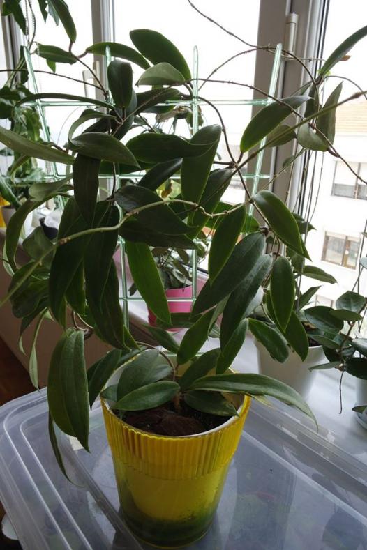 Name:  Blasherenaezii1.jpg
Views: 786
Size:  68.1 KB