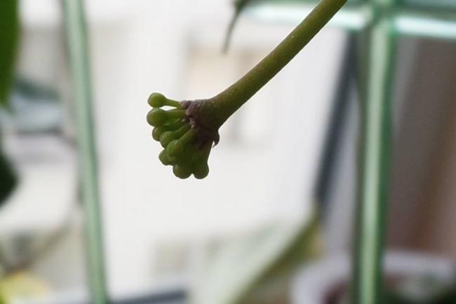 Name:  Blasherenaezii.jpg
Views: 745
Size:  19.5 KB