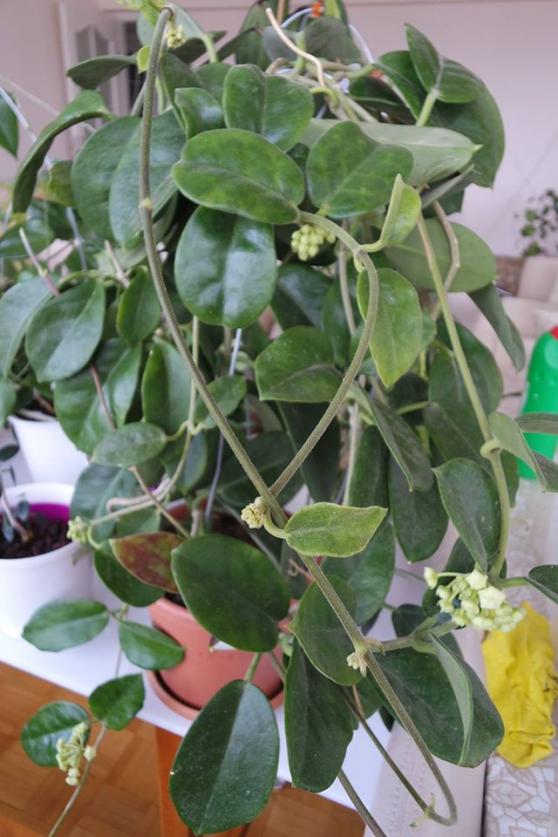 Name:  Albiflora1.jpg
Views: 821
Size:  66.1 KB