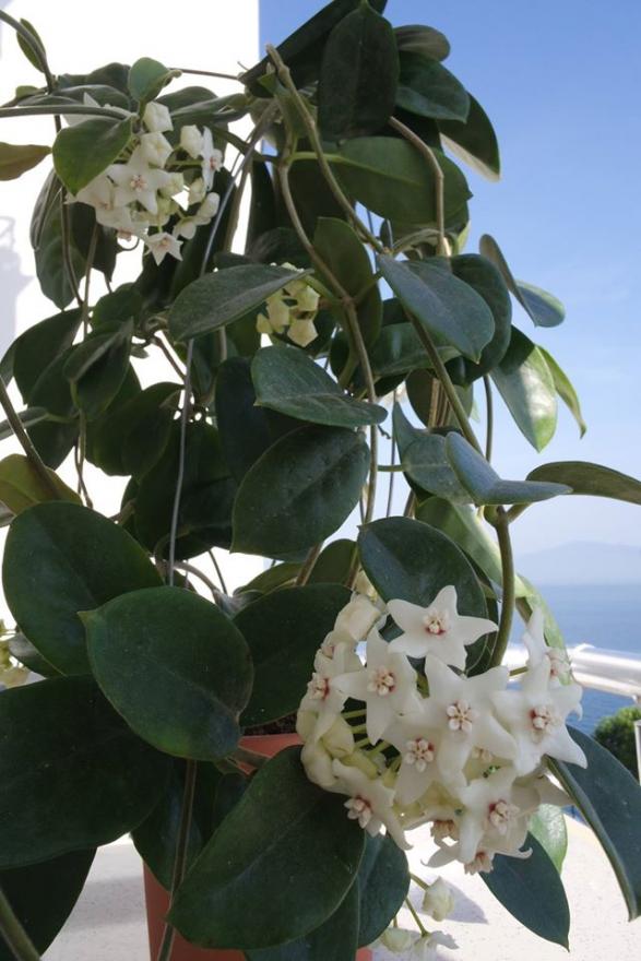 Name:  albi.jpg
Views: 899
Size:  64.4 KB