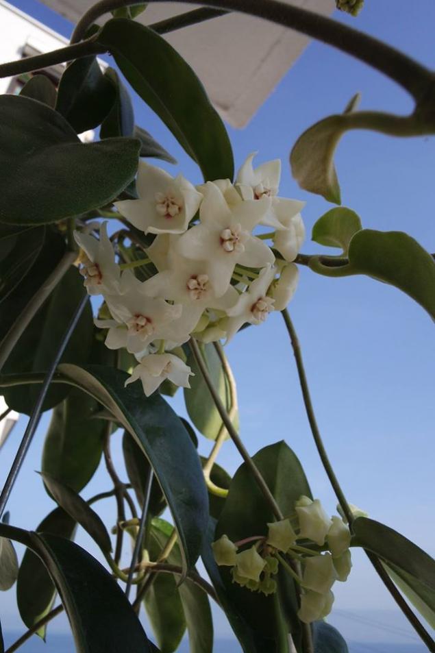 Name:  albi1.jpg
Views: 873
Size:  61.1 KB