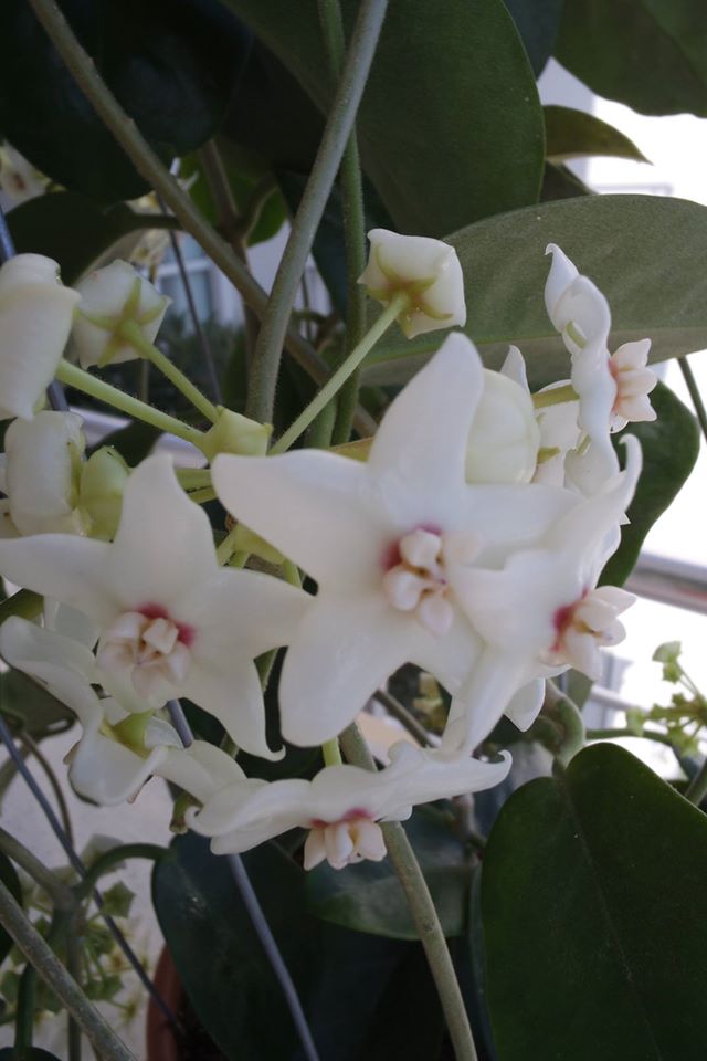 Name:  albi2.jpg
Views: 846
Size:  62.0 KB