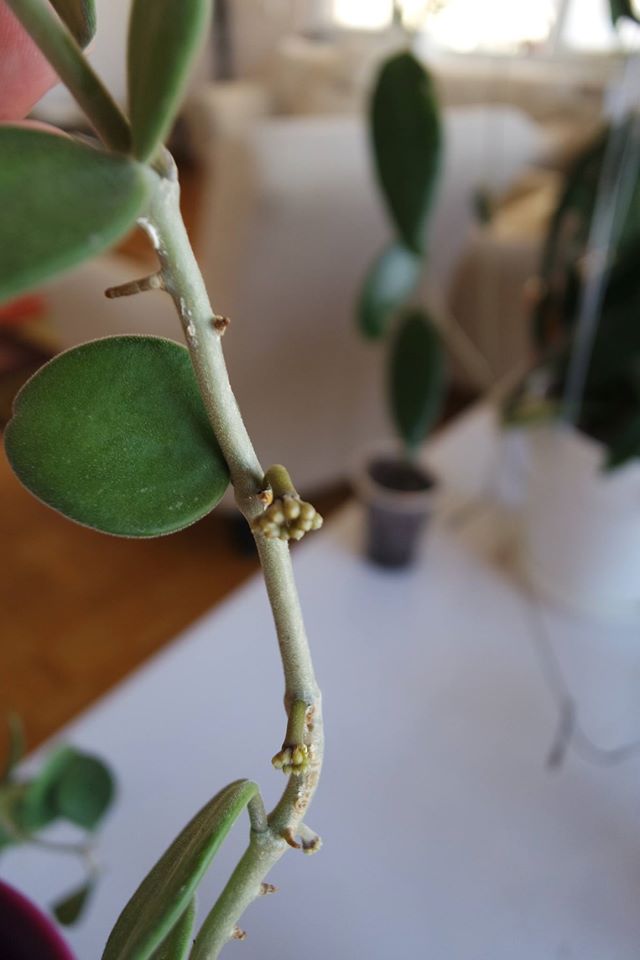 Name:  NUMAN.jpg
Views: 711
Size:  45.6 KB