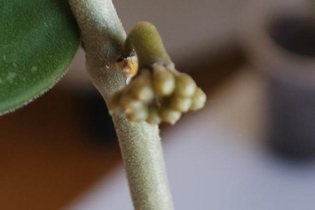 Name:  NUMAN 1.jpg
Views: 680
Size:  20.1 KB