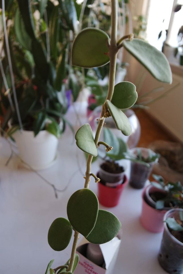 Name:  NUMAN 2.jpg
Views: 719
Size:  61.1 KB