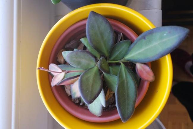 Name:  Ds-70.jpg
Views: 603
Size:  31.5 KB