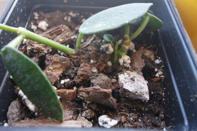 Name:  sp.Umpang.jpg
Views: 650
Size:  48.2 KB