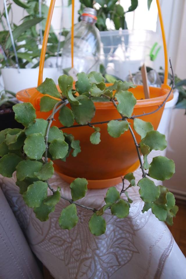 Name:  kanya.jpg
Views: 678
Size:  67.5 KB