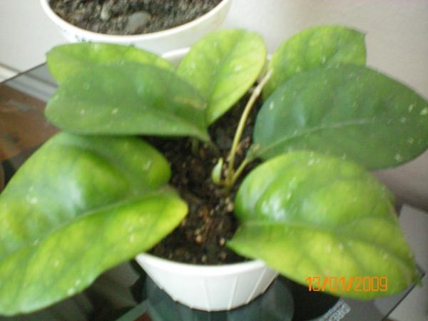 Name:  100_0043.jpg
Views: 907
Size:  27.8 KB