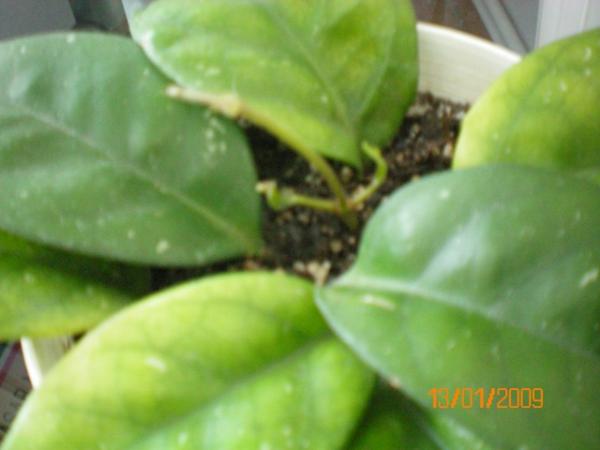 Name:  100_0044.jpg
Views: 892
Size:  24.9 KB