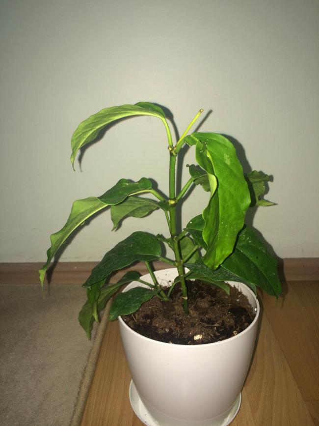 Name:  lasiantha 1.jpg
Views: 1033
Size:  49.6 KB