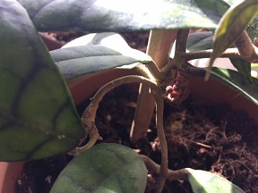 Name:  hoya callistophylla.jpg
Views: 419
Size:  26.0 KB