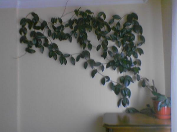 Name:  090228_121305.jpg
Views: 964
Size:  22.4 KB