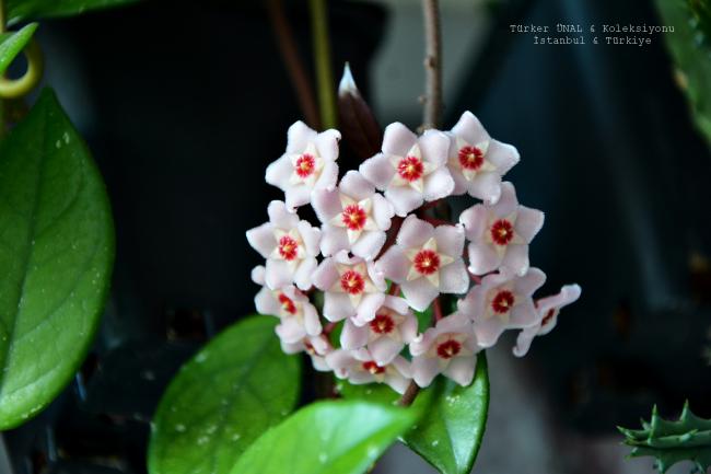 Name:  003-2020-09-07.jpg
Views: 159
Size:  30.5 KB