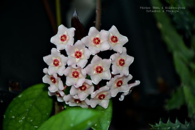 Name:  004-2020-09-07.jpg
Views: 189
Size:  28.7 KB
