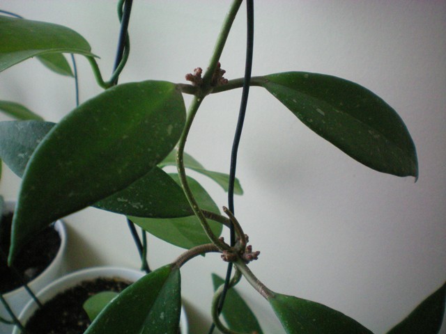 Name:  100_0062.jpg
Views: 509
Size:  67.7 KB