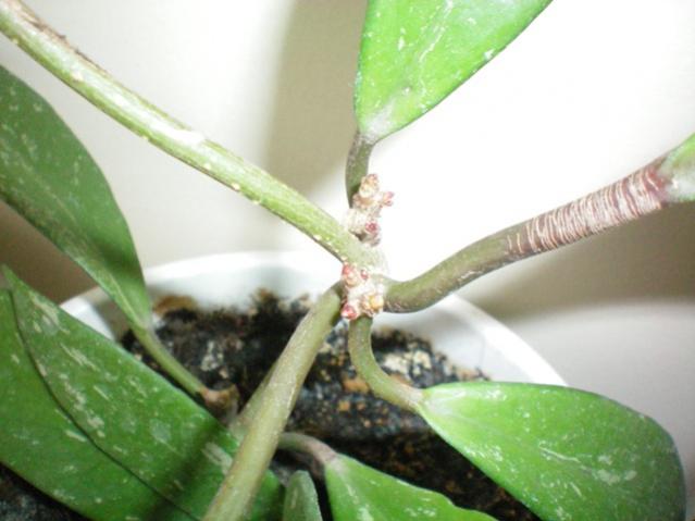 Name:  100_0063.jpg
Views: 475
Size:  34.3 KB