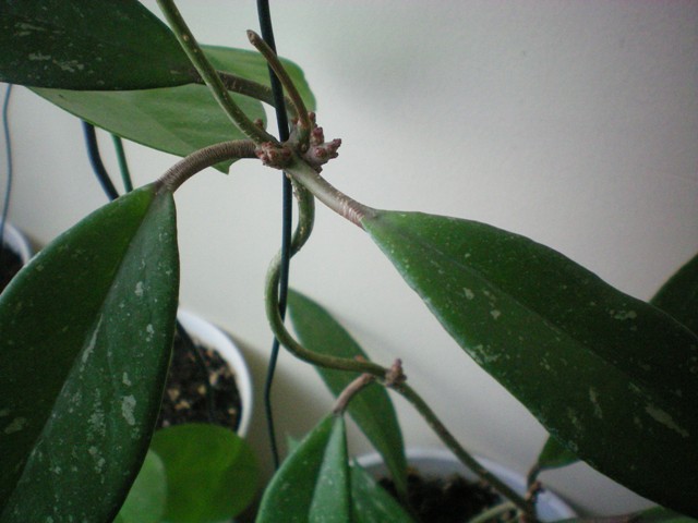Name:  100_0065.jpg
Views: 491
Size:  69.2 KB