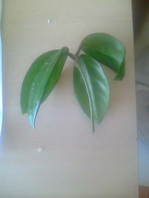 Name:  picture_001.jpg
Views: 326
Size:  26.3 KB