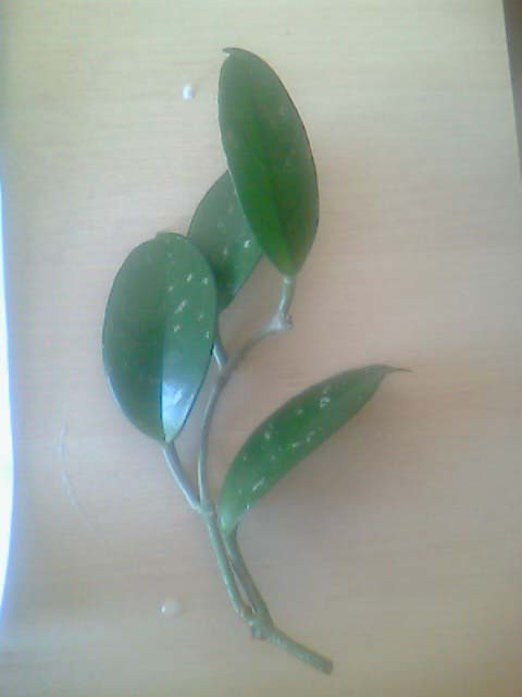 Name:  picture_002.jpg
Views: 327
Size:  26.8 KB