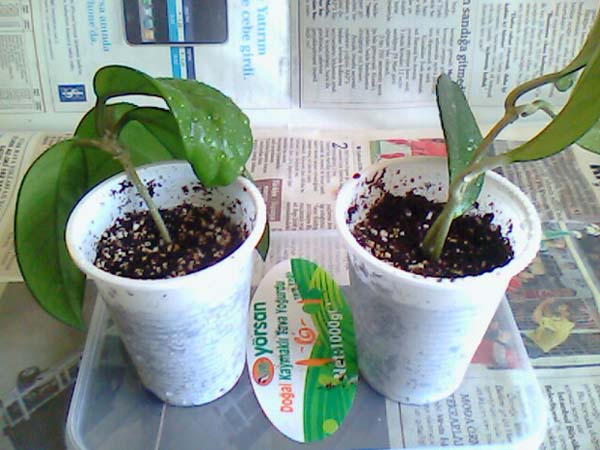 Name:  picture_003.jpg
Views: 329
Size:  69.5 KB