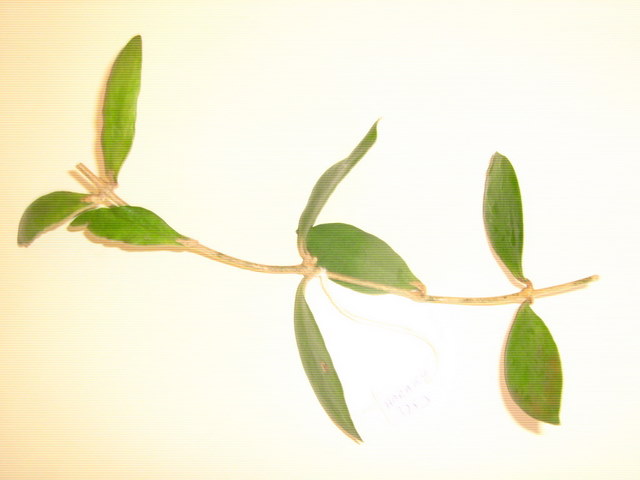 Name:  haraku.jpg
Views: 1245
Size:  36.5 KB