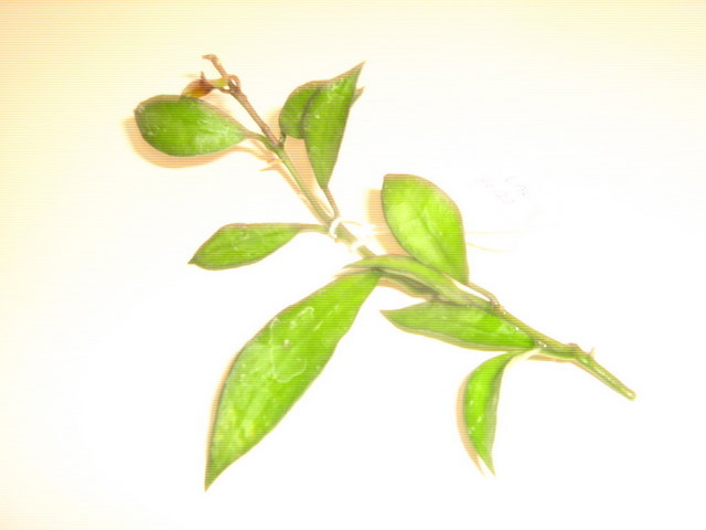 Name:  lacunosa.jpg
Views: 1233
Size:  36.3 KB