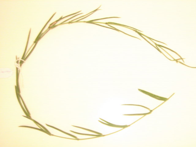 Name:  linearis.jpg
Views: 1301
Size:  37.0 KB