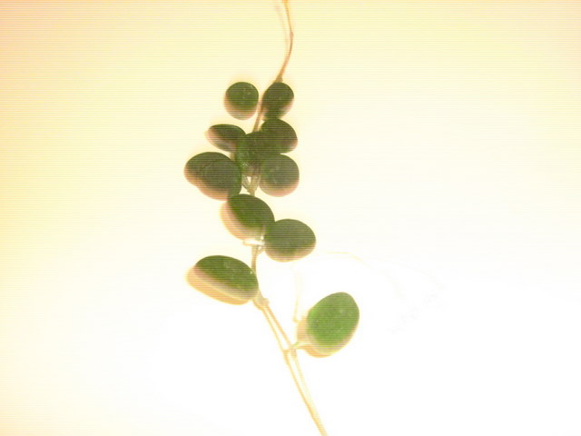Name:  serpens.jpg
Views: 1201
Size:  32.1 KB