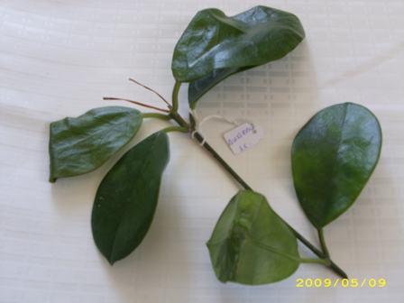 Name:  australis.jpg
Views: 336
Size:  61.0 KB