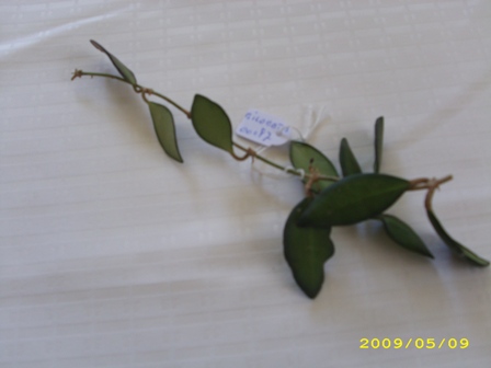Name:  bilobata.jpg
Views: 332
Size:  49.6 KB