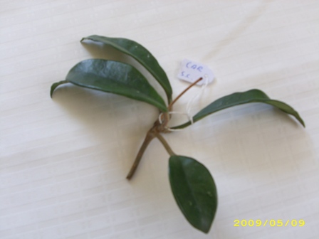 Name:  carnosa.jpg
Views: 322
Size:  50.6 KB