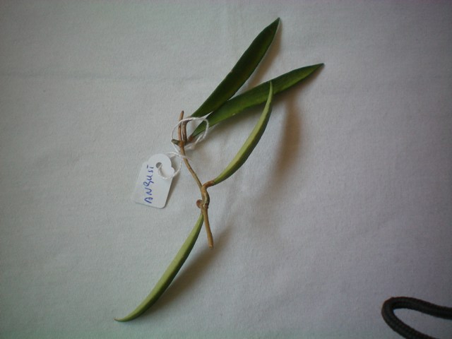 Name:  angustifolia.jpg
Views: 455
Size:  60.9 KB