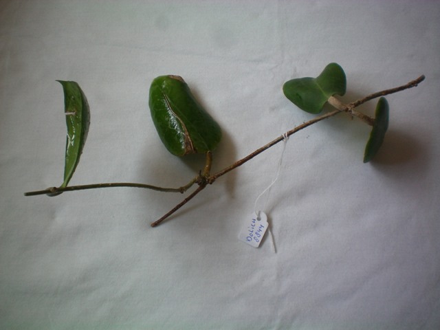 Name:  dolichosparte.jpg
Views: 579
Size:  58.9 KB